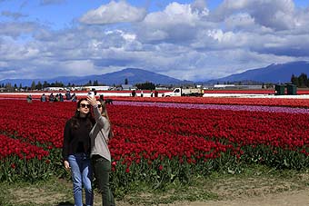 Skagit Valley Tulip Festival